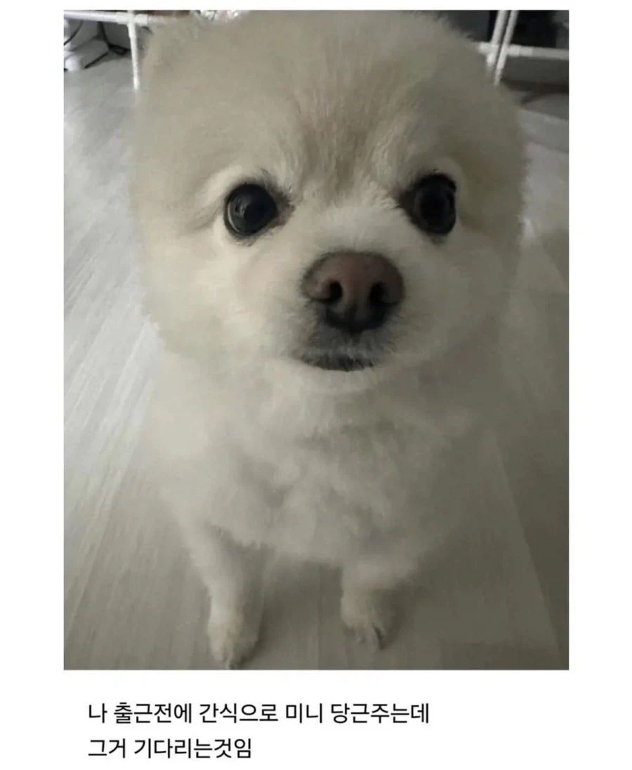 사정 있어서 강아지 데리고 출근 했는데 - 이미지 6