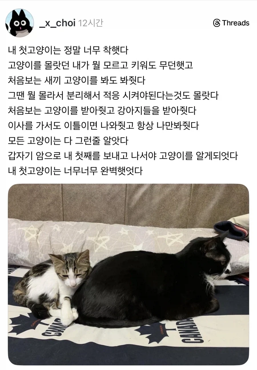 우리 고양이는 정말 정말 착했다.jpg