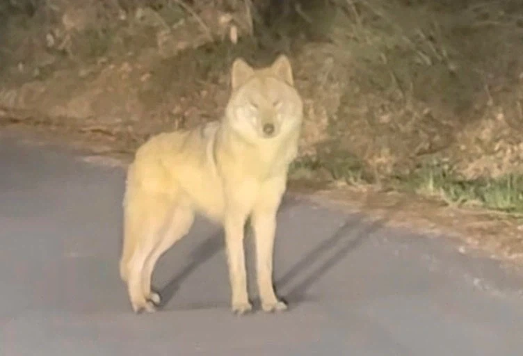 부산북항 상어때문에 존재감이 사라진것
