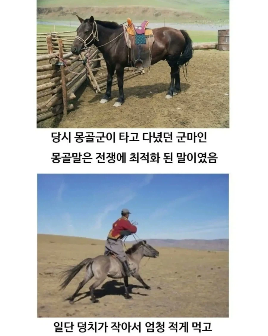 유익한이야기) 여기 볼품 없어 보이는 몽골말이 있습니다 - 이미지 4