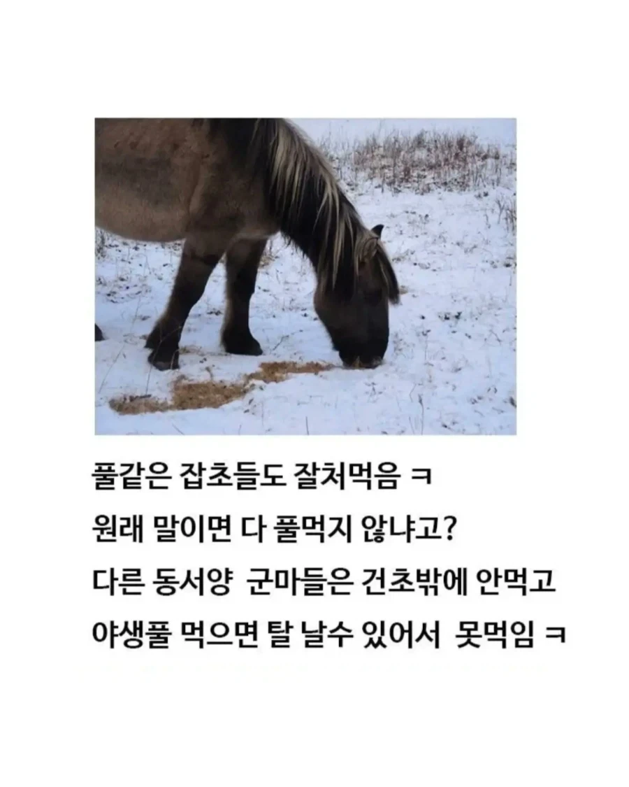 유익한이야기) 여기 볼품 없어 보이는 몽골말이 있습니다 - 이미지 5