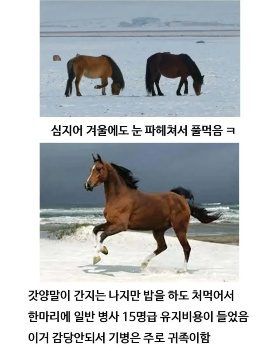 유익한이야기) 여기 볼품 없어 보이는 몽골말이 있습니다 - 이미지 6