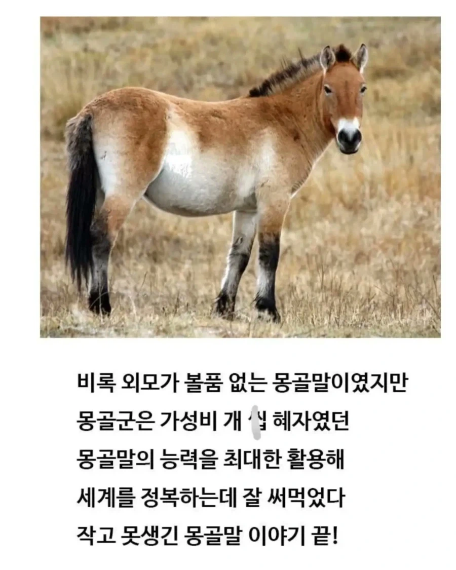 유익한이야기) 여기 볼품 없어 보이는 몽골말이 있습니다 - 이미지 14
