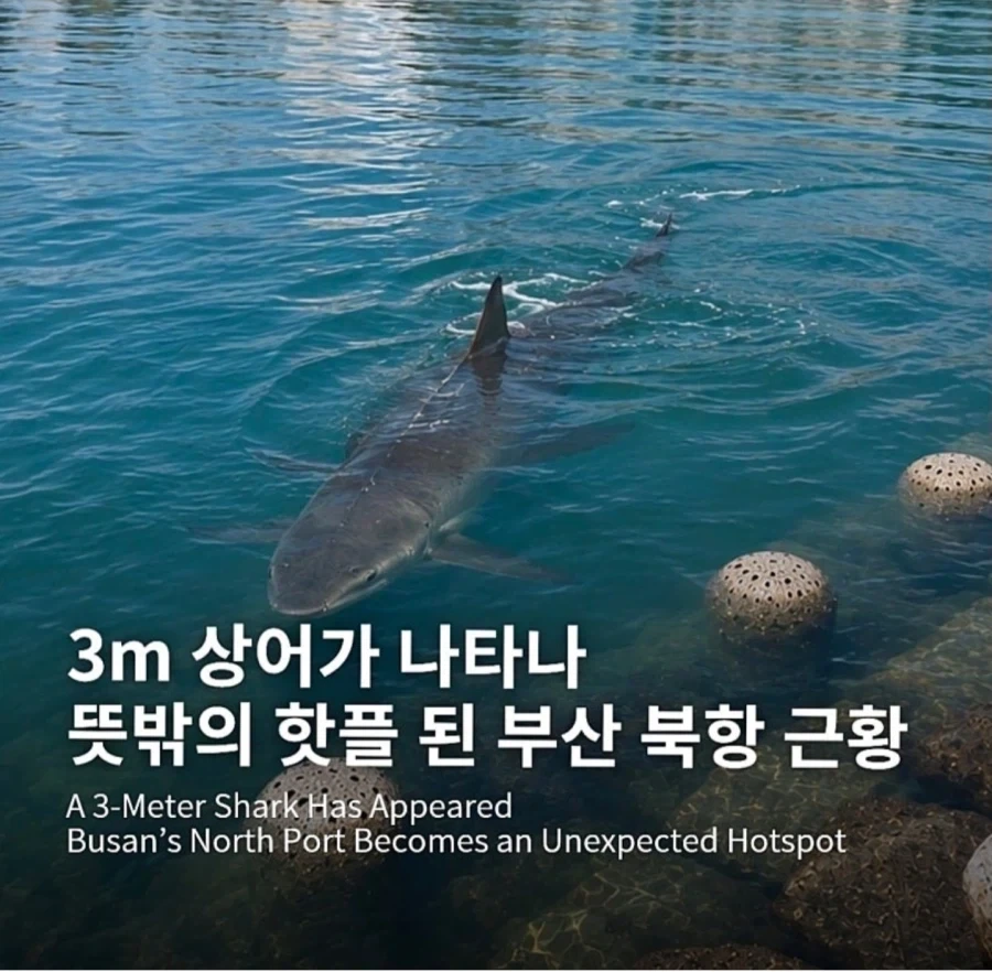 부산에서 상어나왔다고 난리난이유 . fullcourse