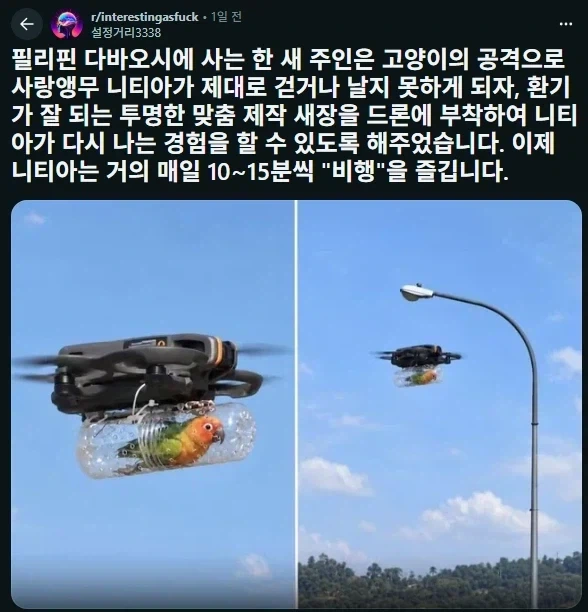 다친 앵무새 산책 시키기.