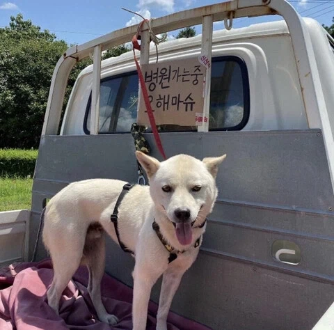 팔려가유