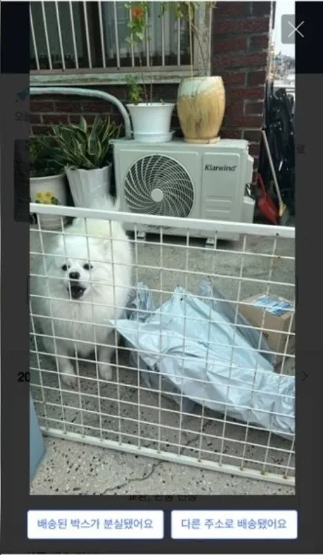 강아지 있는 집의 택배 배송 완료 사진.