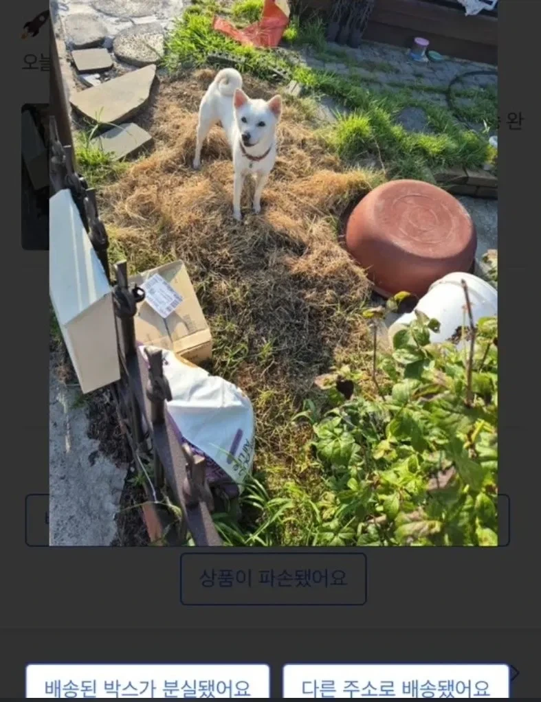 강아지 있는 집의 택배 배송 완료 사진. - 이미지 2