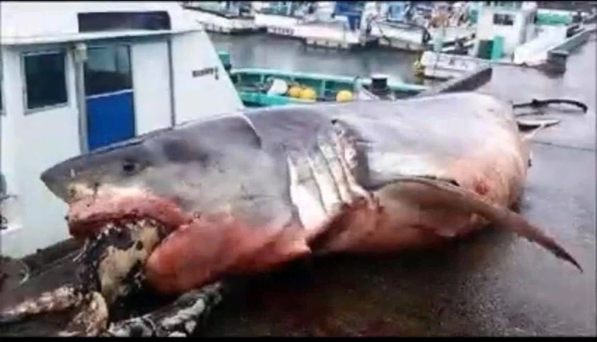 상어와 동귀어진한 바다거북
