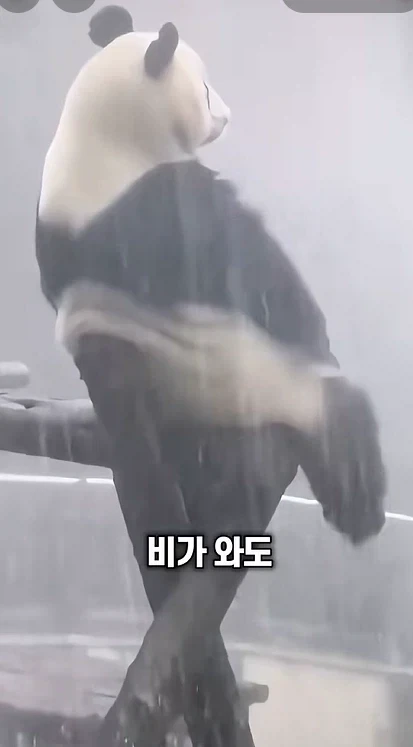 비오는날 다리꼬고 서있는 팬더퍼리