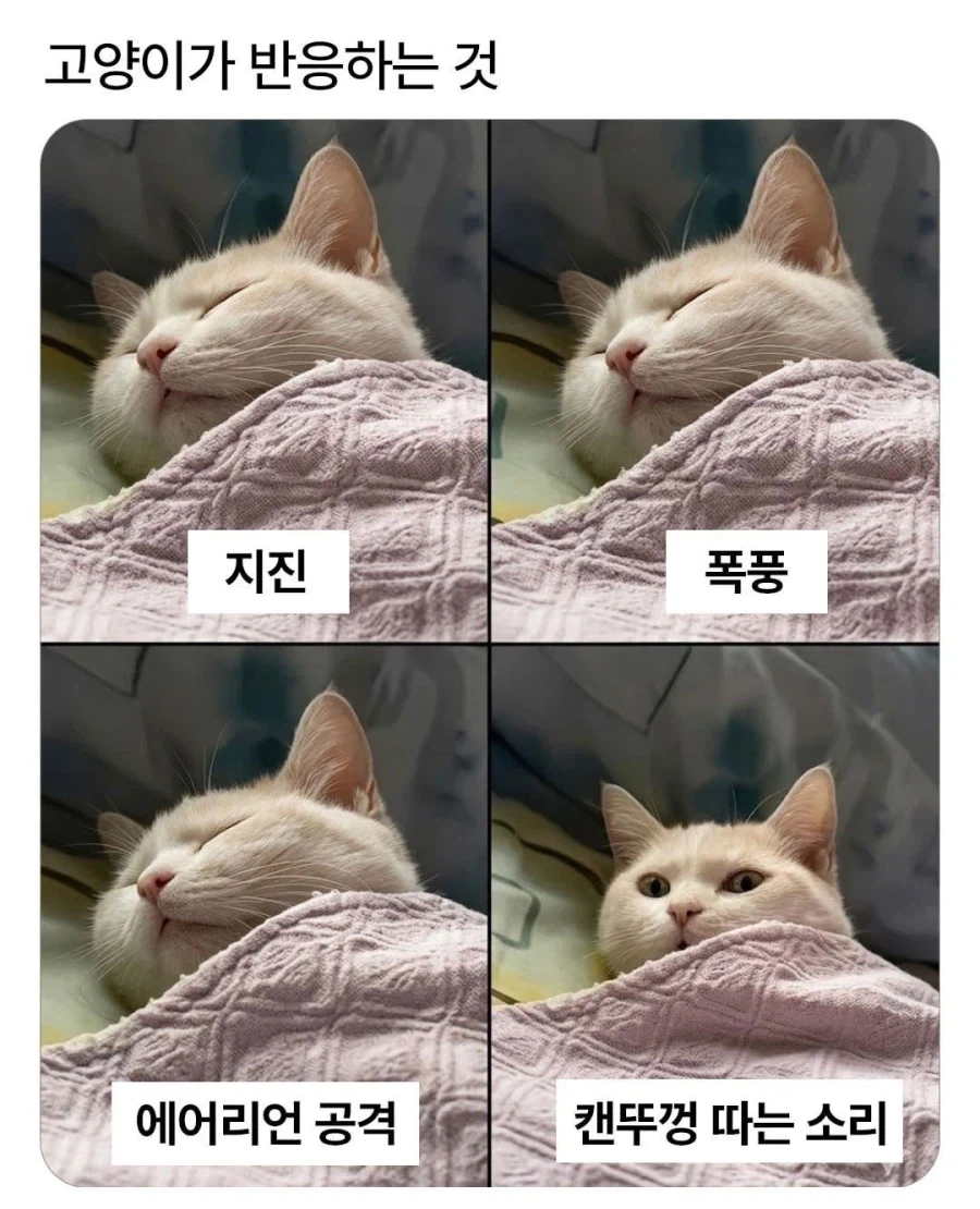 고양이들 특징