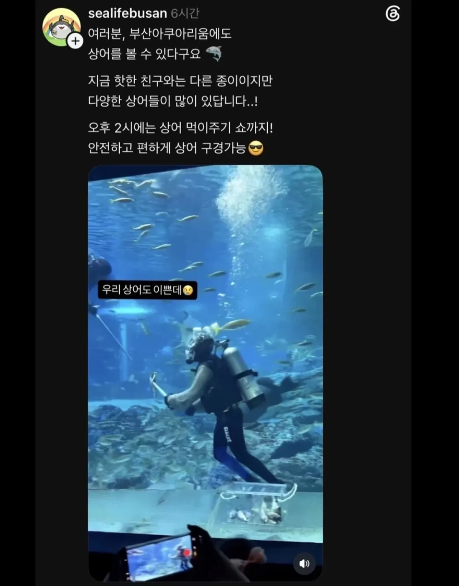 부산 상어 흥행보고 관심 좀 달라는 부산아쿠아리움.jpg