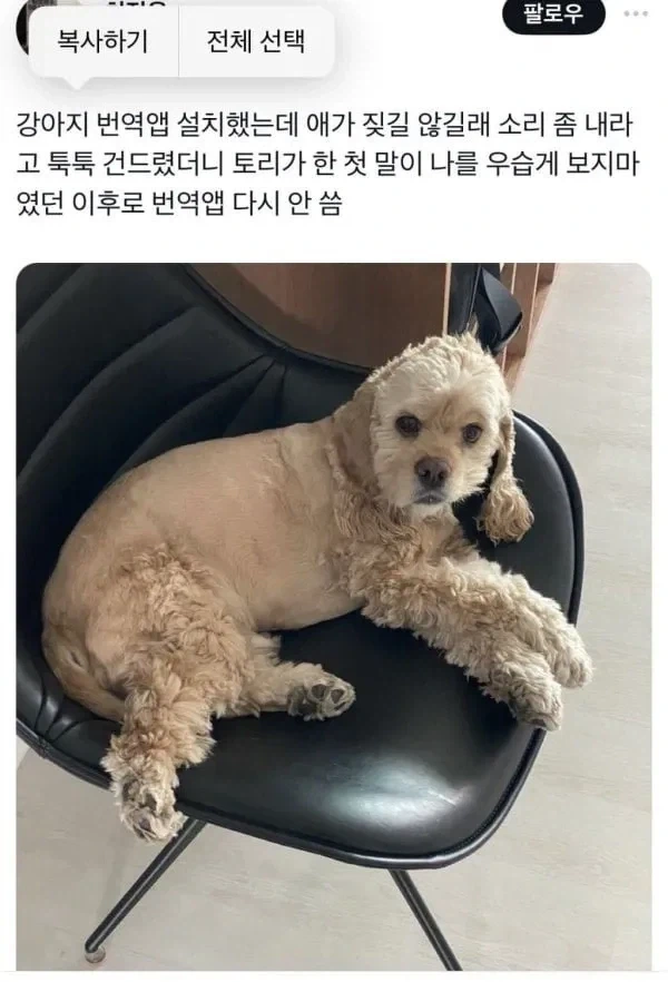 강아지 번역앱 수준