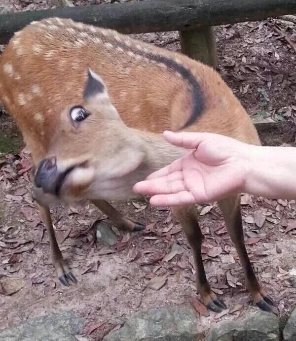 합성없는 원본 짤 - 이미지 2