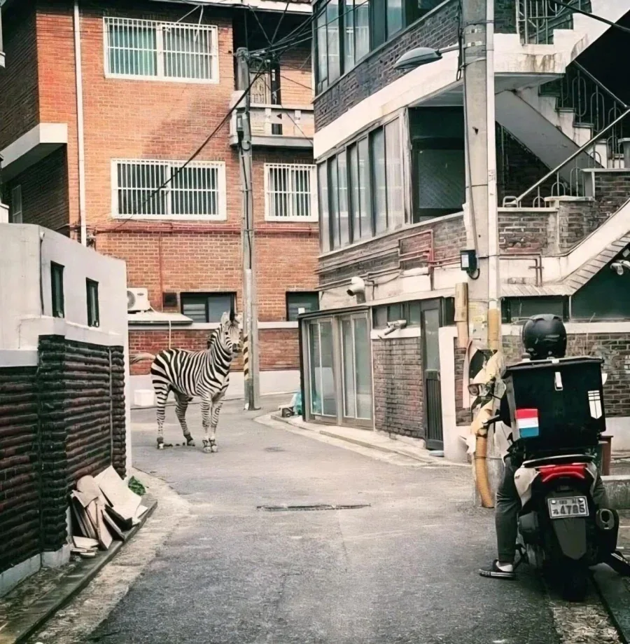 상구(북항 상어), 늑구 이전의 출몰/탈출 스타