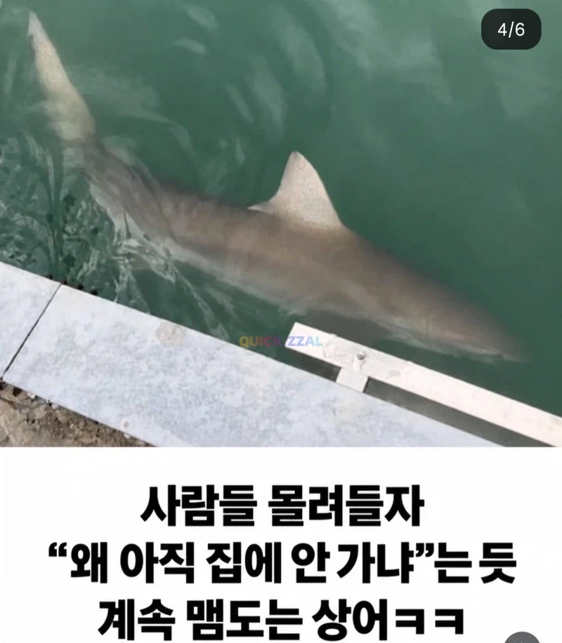 비교되는 상어 두 마리