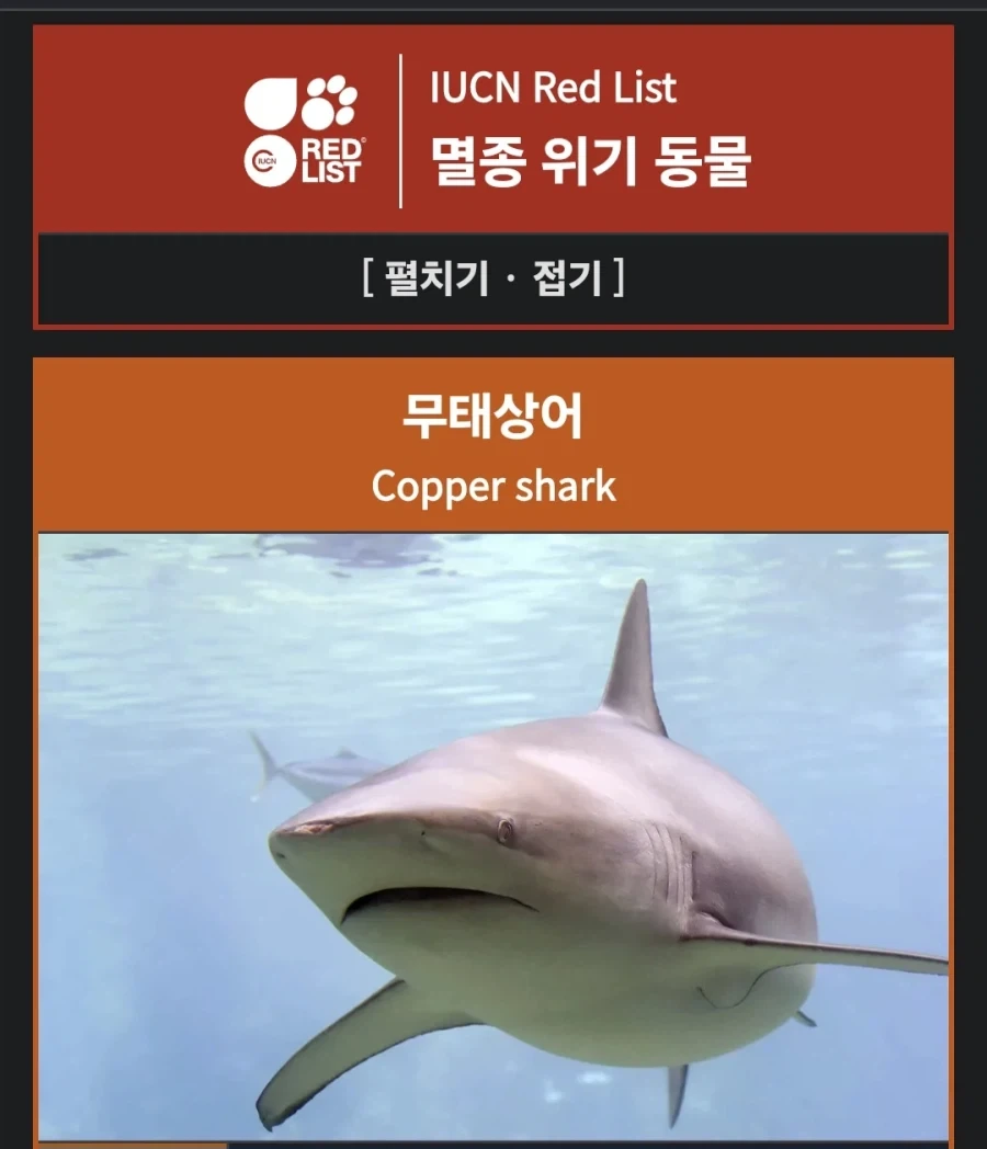 부산상어 생각해보니까요
