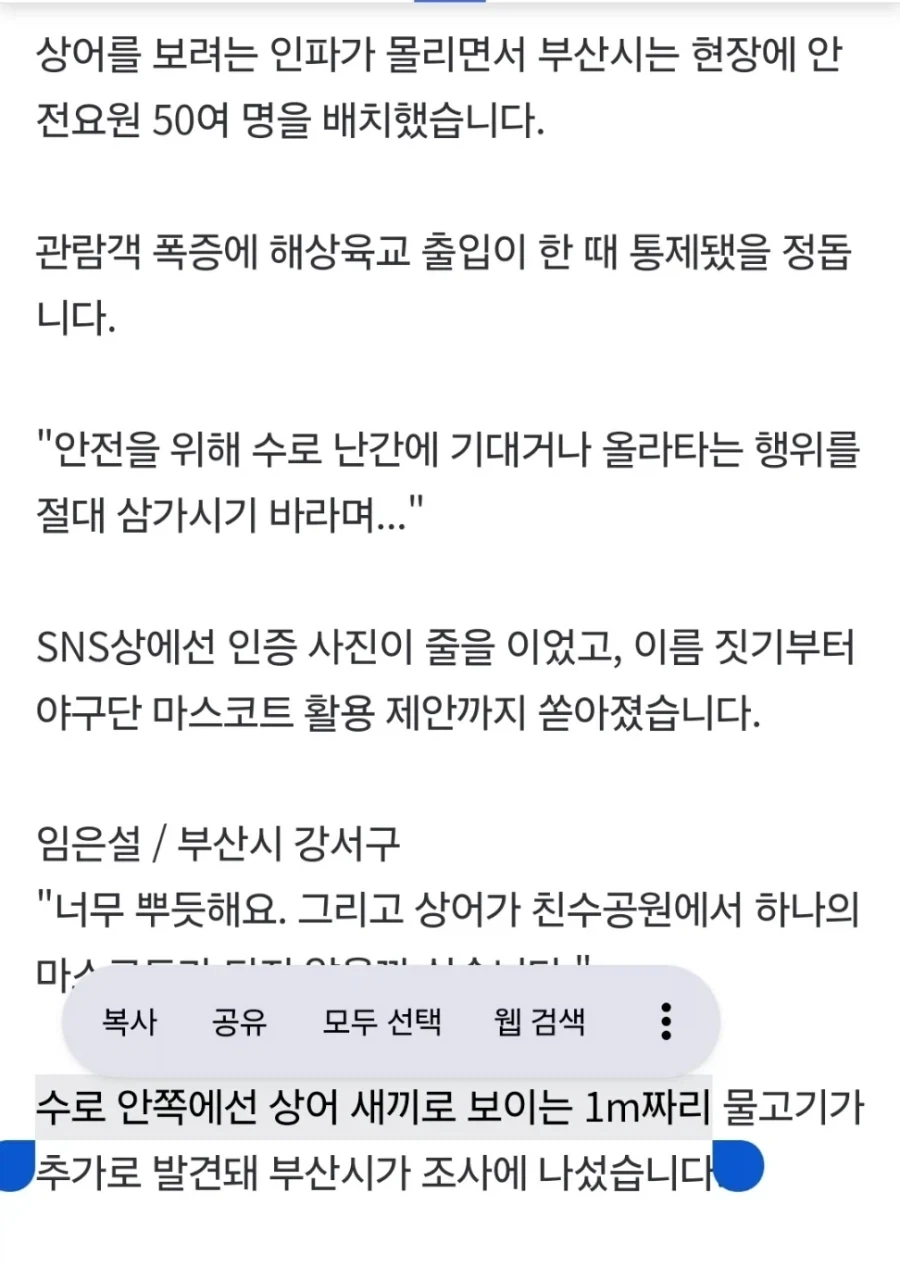 부산 상어가 확실하게 국산 상어인 이유