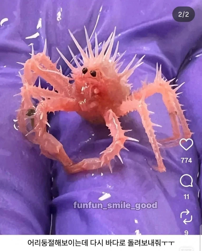 세상에서 제일 작은 킹크랩