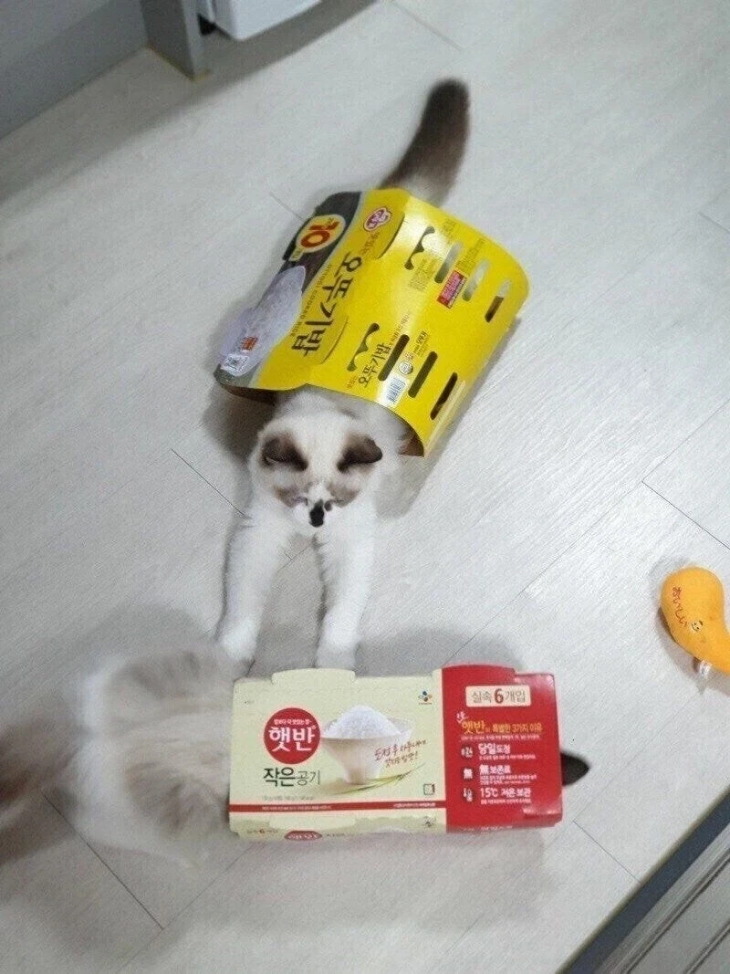 햇반 vs 오뚜기밥.jpg