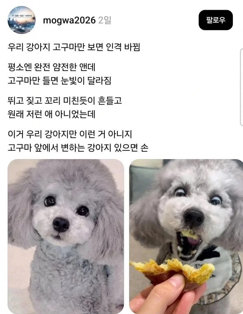 강아지들의 합법적인 보약
