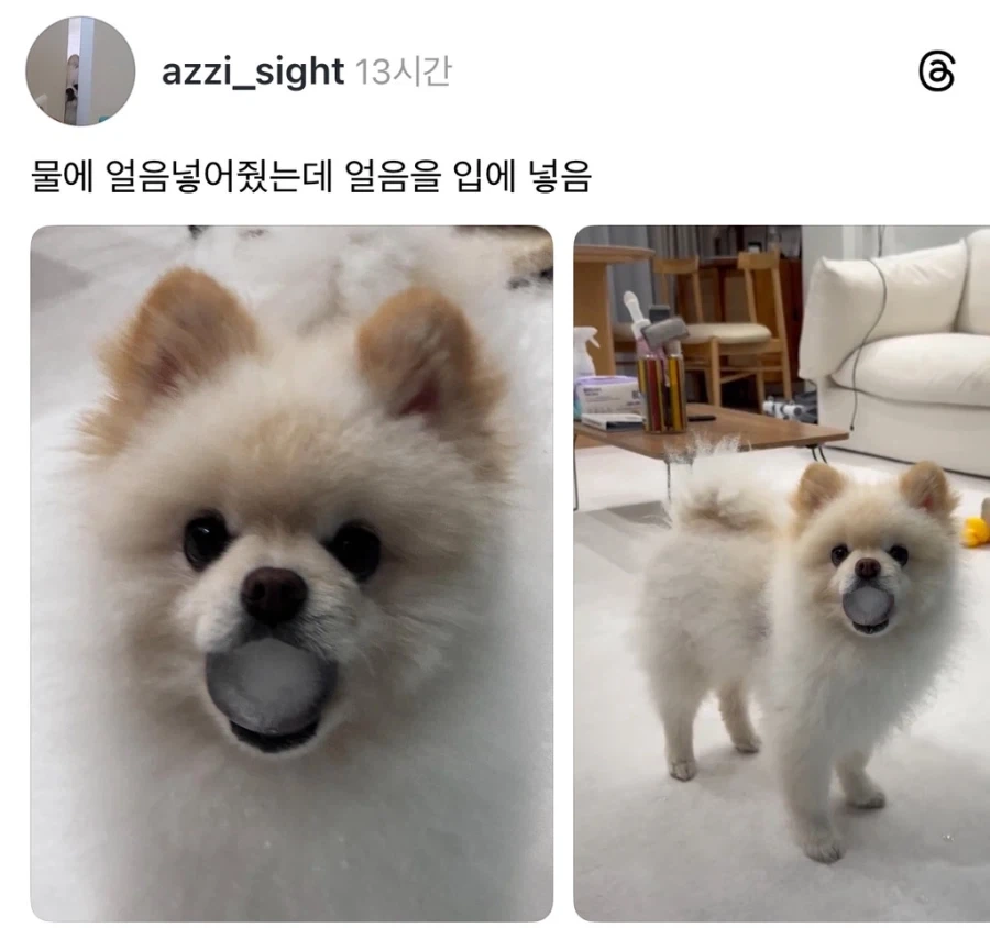 강아지 물에 얼음 넣어줬더니