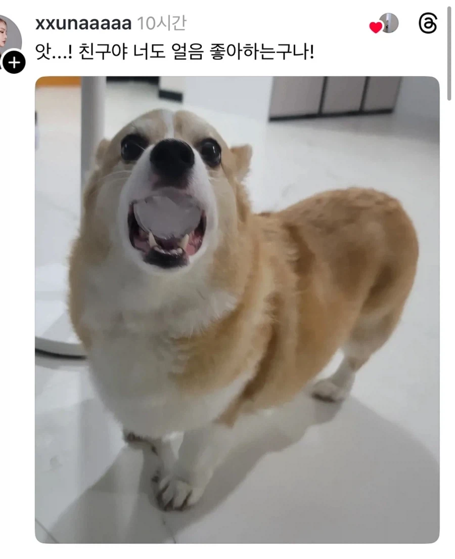 강아지 물에 얼음 넣어줬더니 - 이미지 2
