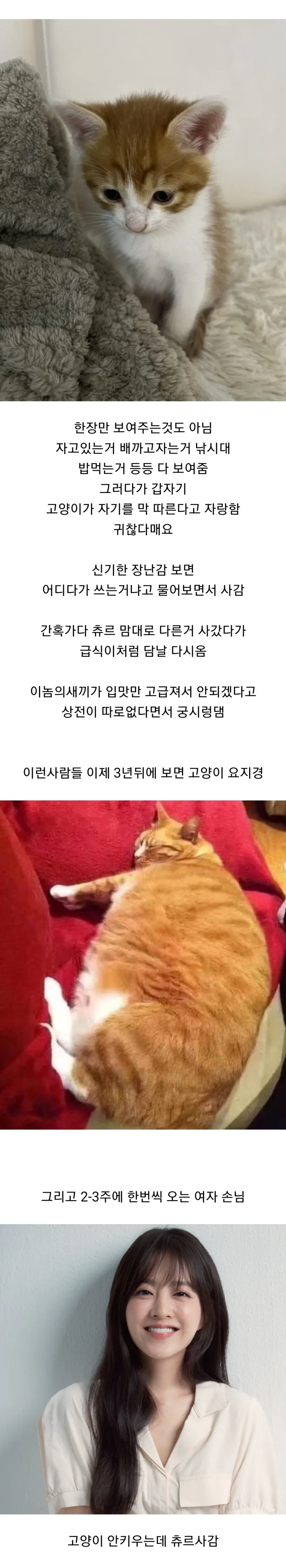 반려묘 용품샵에서 일하는 직원이 본 고양이 용품 사가는 손님들 관상 - 이미지 4