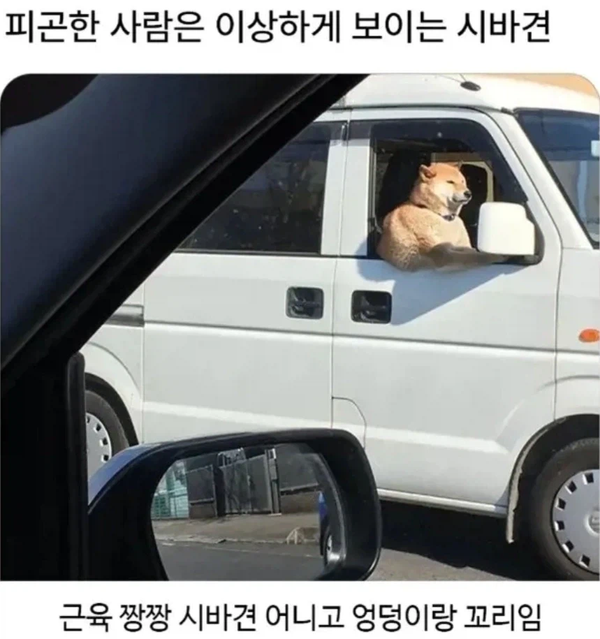 피곤한 사람은 이상하게 보이는 시바견
