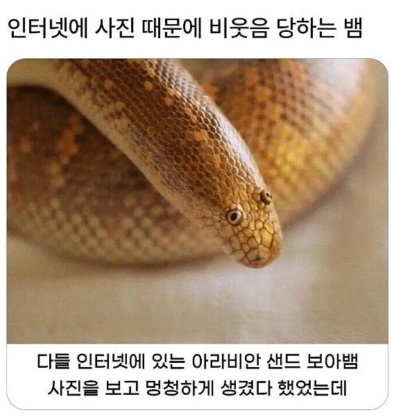 인터넷 사진 때문에 비웃음당하는 뱀.jpg