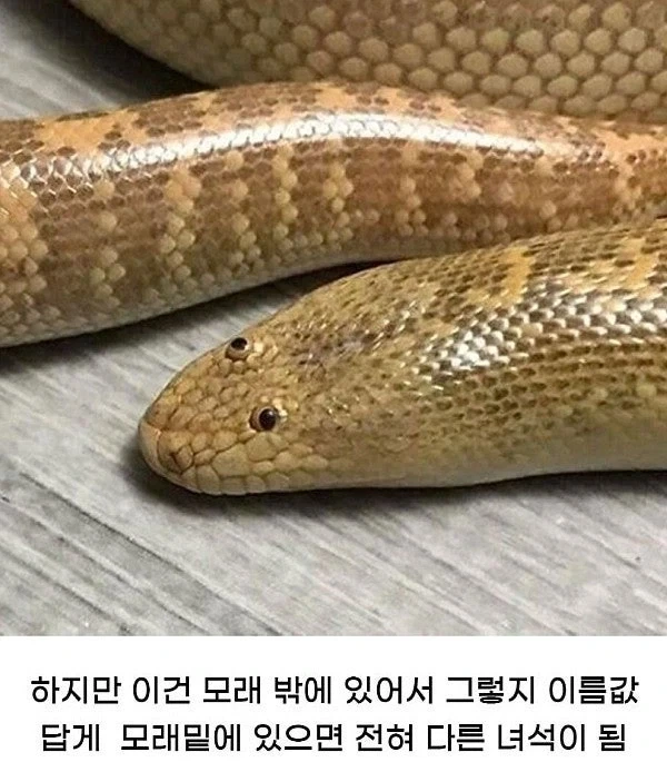 인터넷 사진 때문에 비웃음당하는 뱀.jpg - 이미지 2