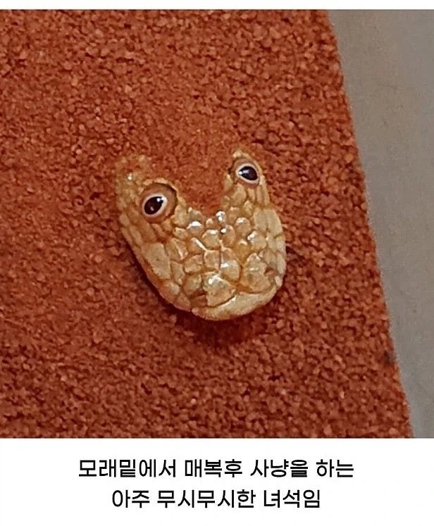 인터넷 사진 때문에 비웃음당하는 뱀.jpg - 이미지 3