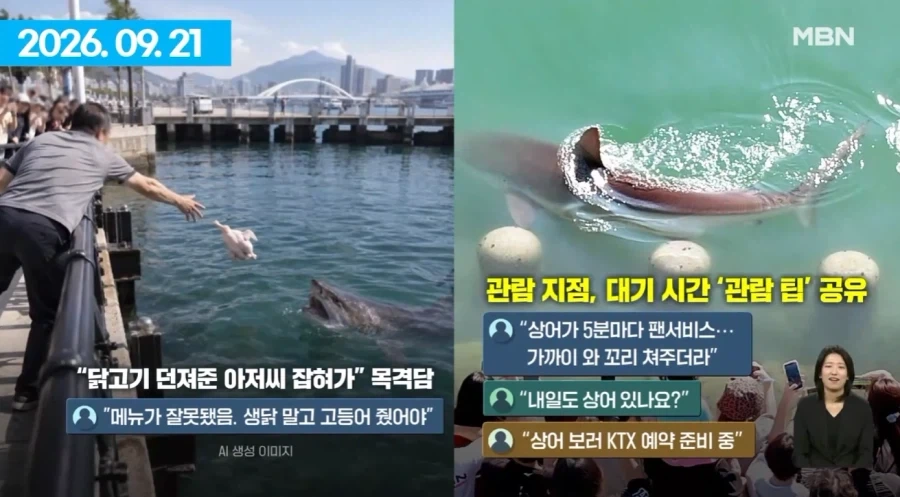 여수섬박람회 부산 상어에 N번째 사망.jpg - 이미지 3