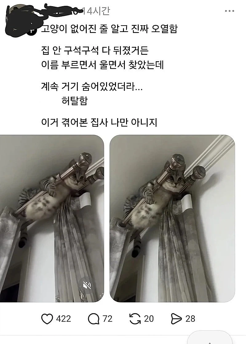고양이 없어져서 울고불며 찾아다녔는데.jpg