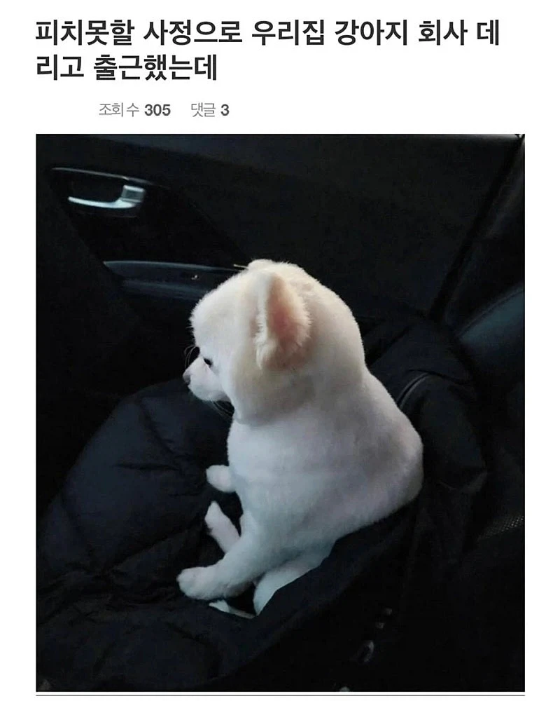 사정이 있어서 강아지 데리고 출근했는데.jpg