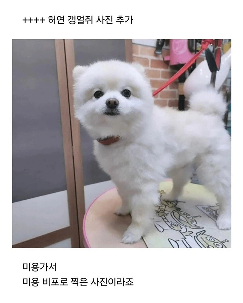 사정이 있어서 강아지 데리고 출근했는데.jpg - 이미지 4