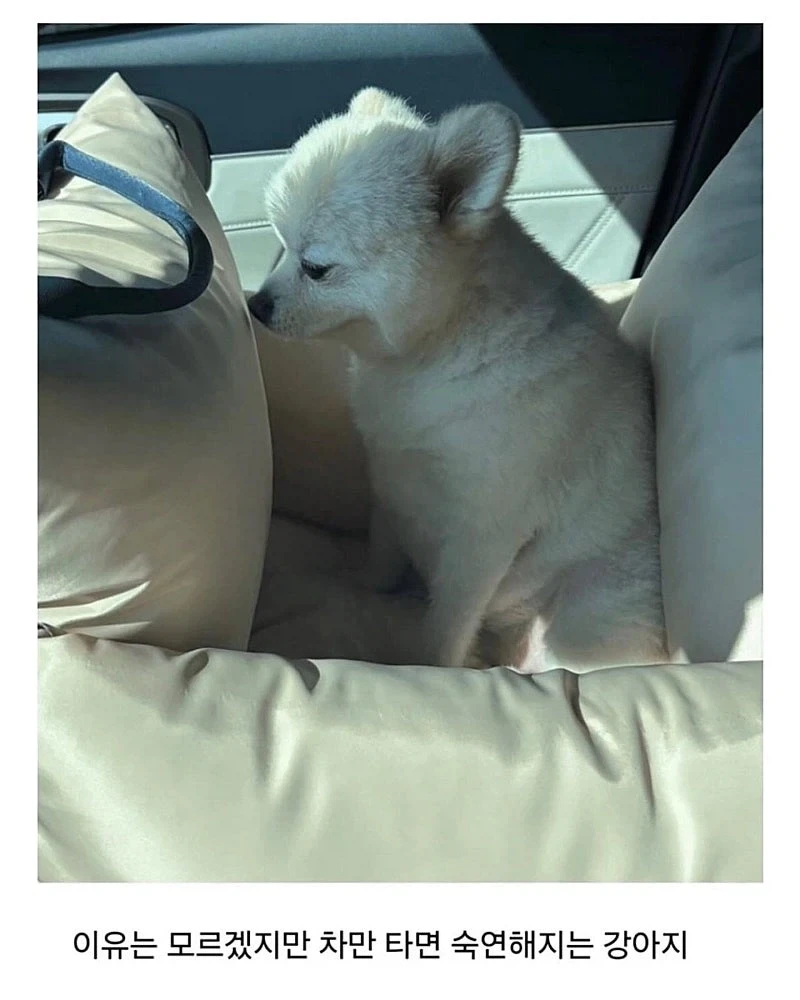 사정이 있어서 강아지 데리고 출근했는데.jpg - 이미지 6