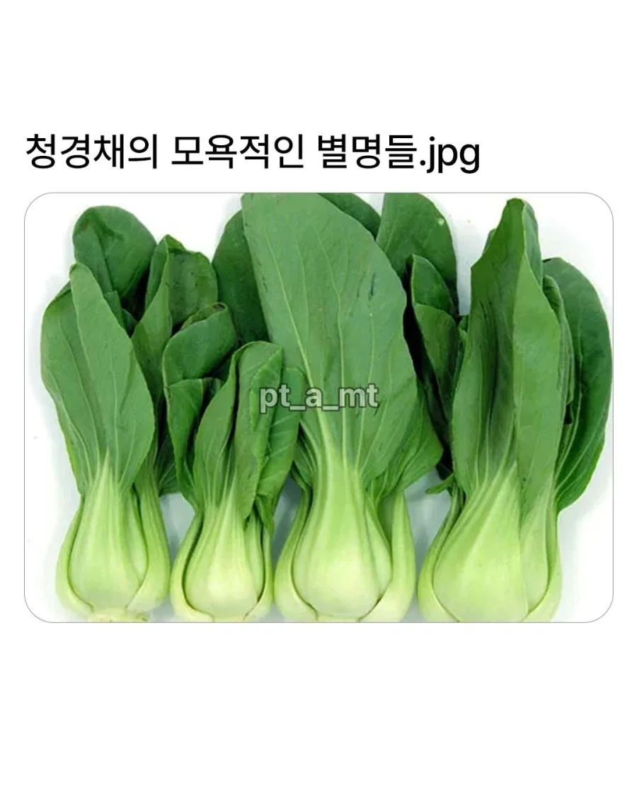 사람들에게 이름으로 안불리는 야채