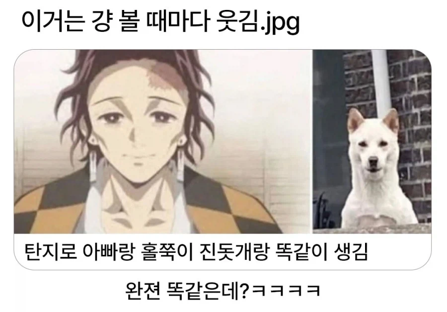탄지로 아빠랑 똑같이 생긴 진돗개