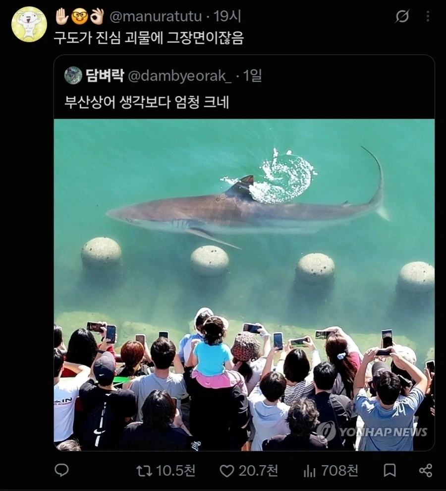 부산 상어 특