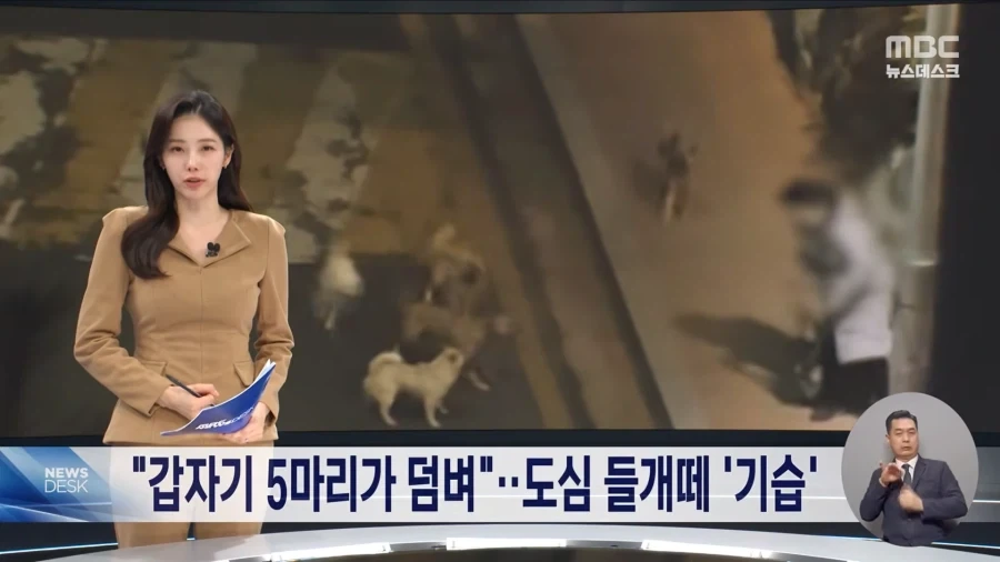 애완동물 등록제로는 부족함. 허가제로 가야됨