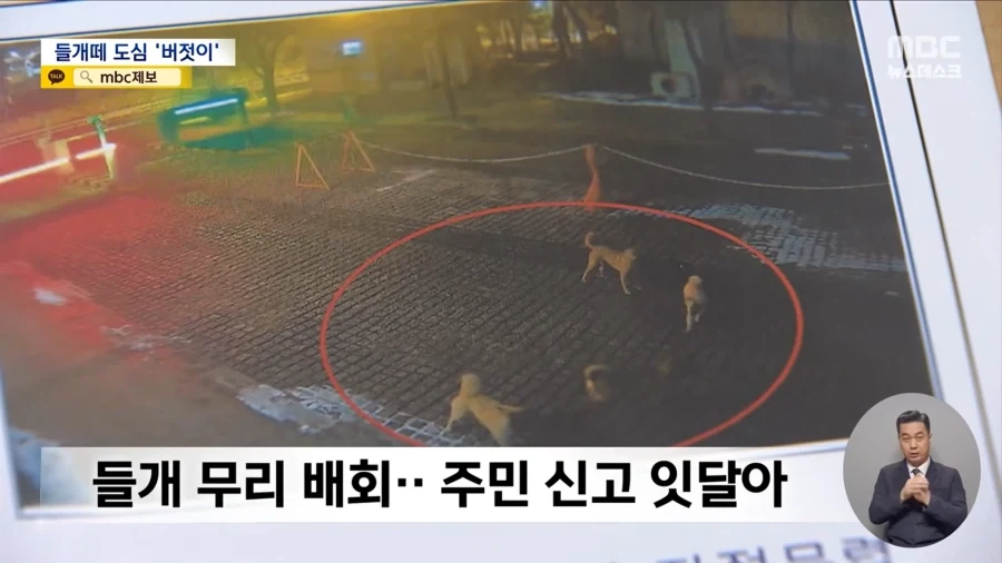 애완동물 등록제로는 부족함. 허가제로 가야됨 - 이미지 3