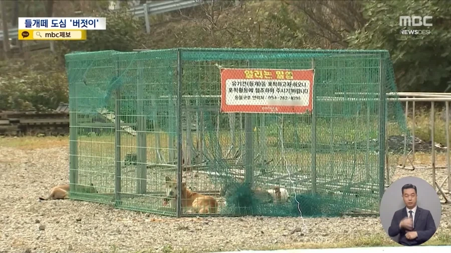 애완동물 등록제로는 부족함. 허가제로 가야됨 - 이미지 5