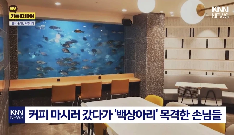상어가 있으면 커피집이 흥한다고?!!