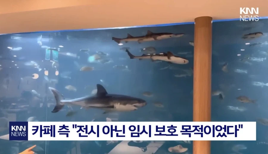 상어가 있으면 커피집이 흥한다고?!! - 이미지 3