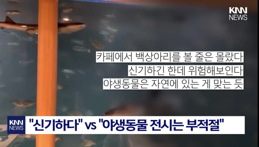 상어가 있으면 커피집이 흥한다고?!! - 이미지 4