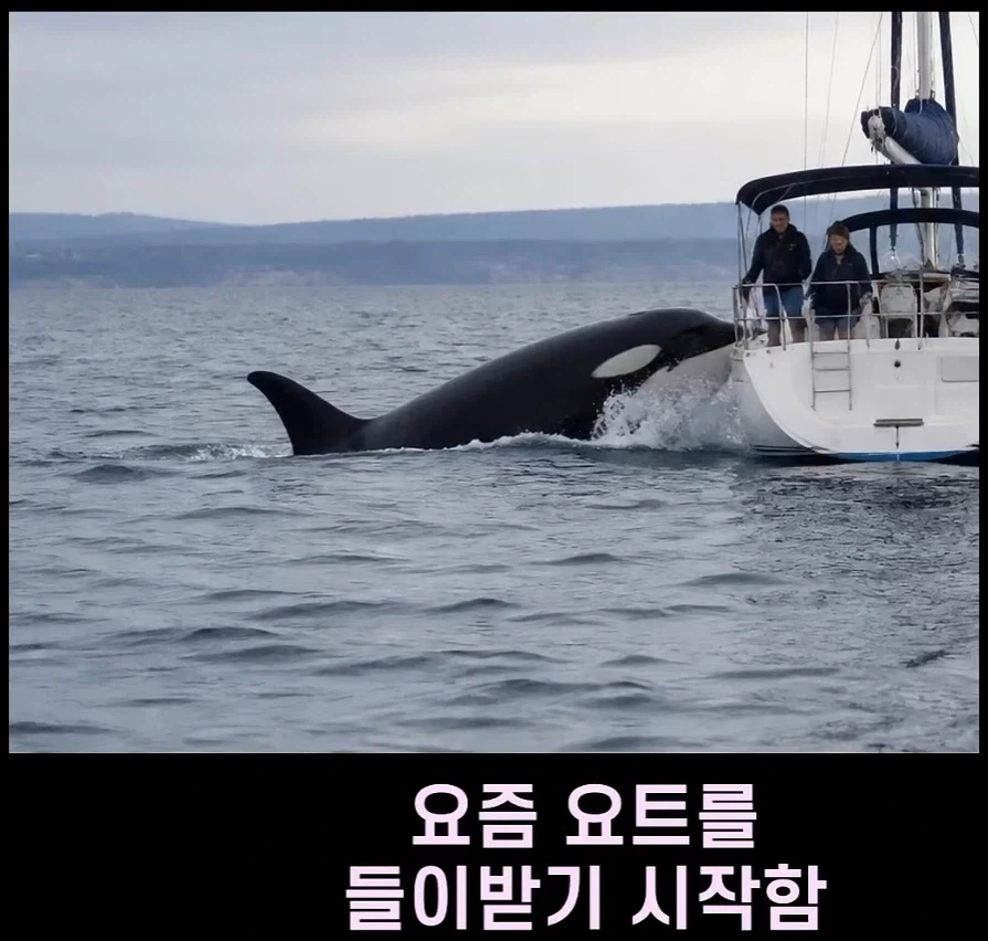 범고래가 사람을 공격하는 사례가 부쩍 늘어난 이유