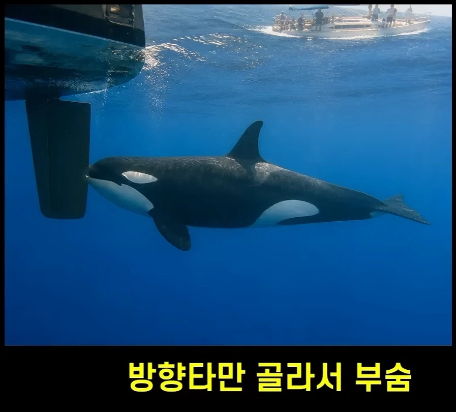 범고래가 사람을 공격하는 사례가 부쩍 늘어난 이유 - 이미지 3