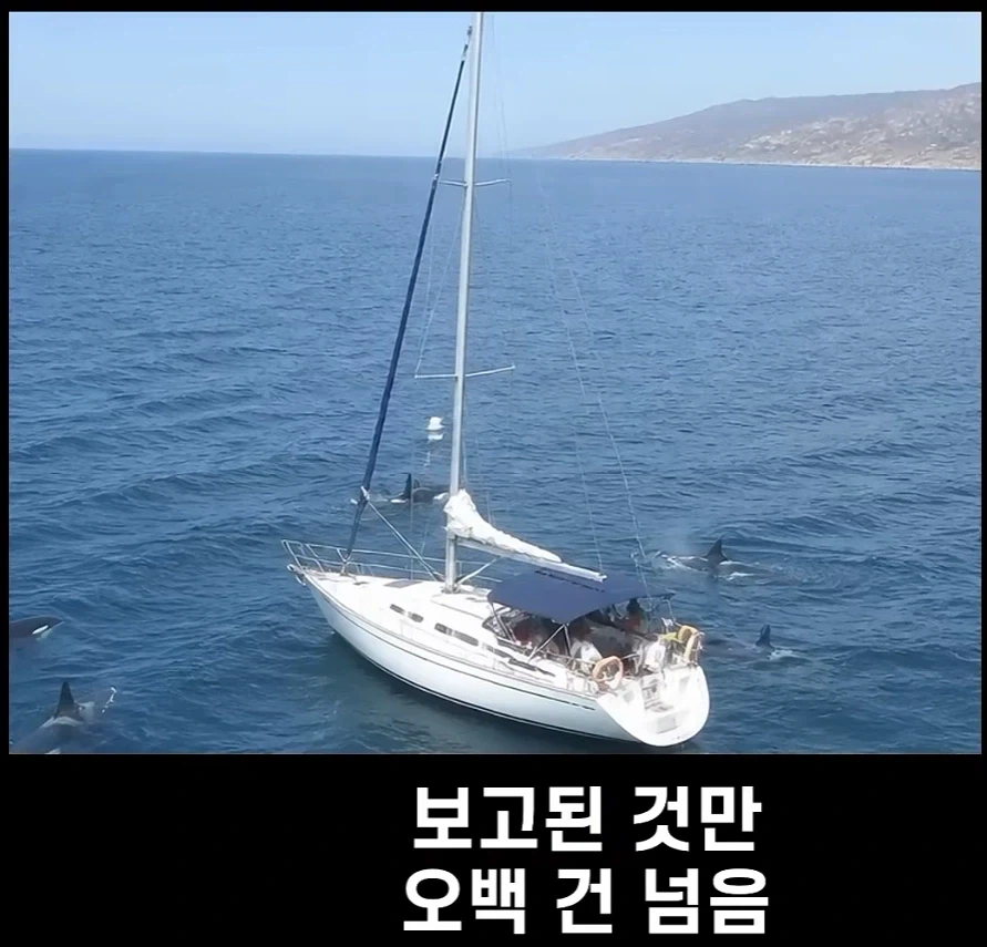 범고래가 사람을 공격하는 사례가 부쩍 늘어난 이유 - 이미지 4