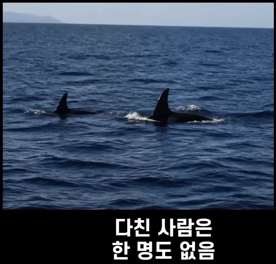 범고래가 사람을 공격하는 사례가 부쩍 늘어난 이유 - 이미지 6
